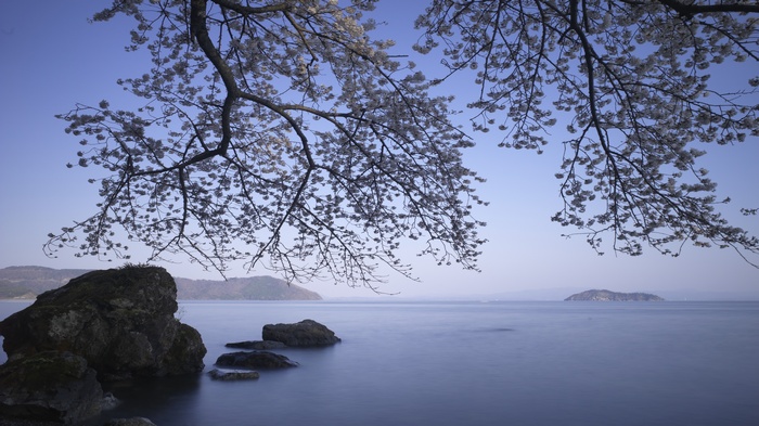 Cherry blossoms over rocks and a calm sea
