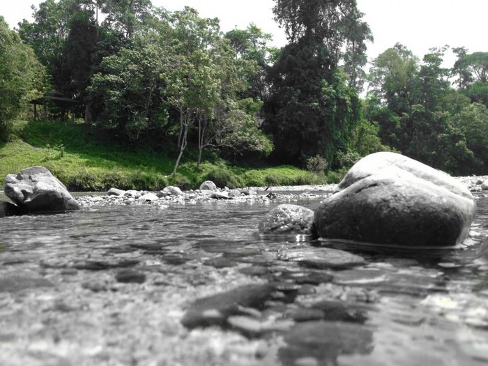 Rocks in a shallow river with a forest background