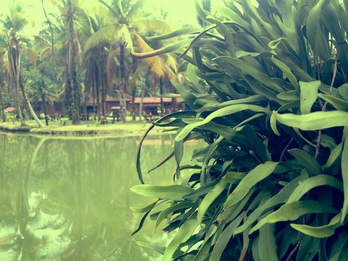 Pond with palm trees and foreground plants