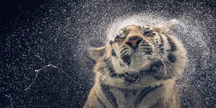 Tiger shaking water droplets off its head