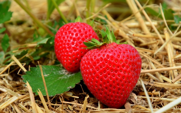 Two ripe strawberries on a bed of straw