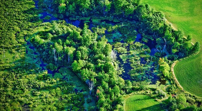 Aerial view of a wetland with trees and fields