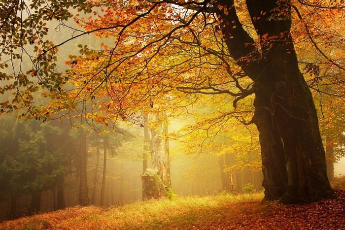 Sunlight filtering through autumn trees in a misty forest