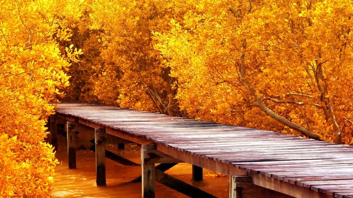 Wooden pier surrounded by yellow autumn trees and water
