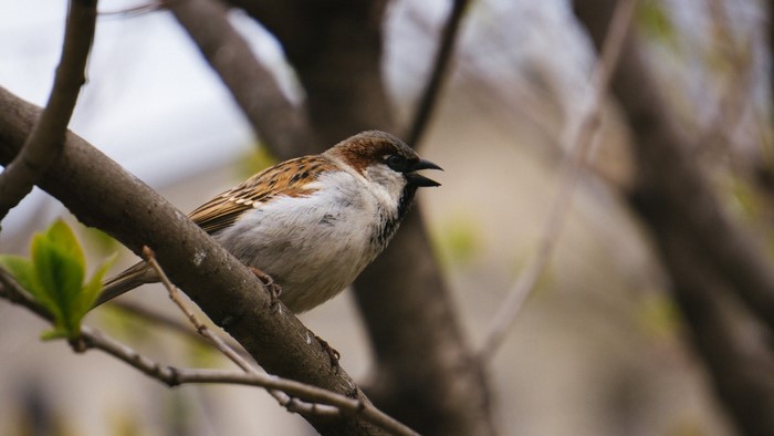 Close-up of a Perching House Sparrow on Branch
