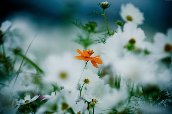 Orange and white cosmos flowers