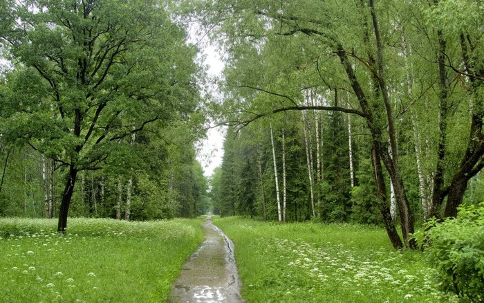 A wet path through a green forest with wildflowers