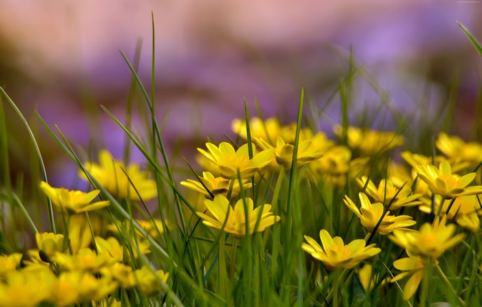 Yellow flowers and green grass in 4K