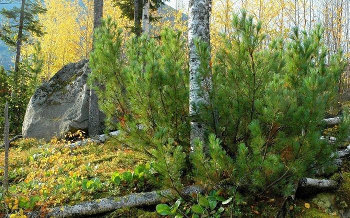 Pine trees and a large boulder in a forest