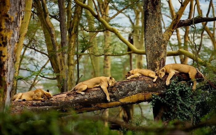 Lions Resting on a Tree Branch in African Forest