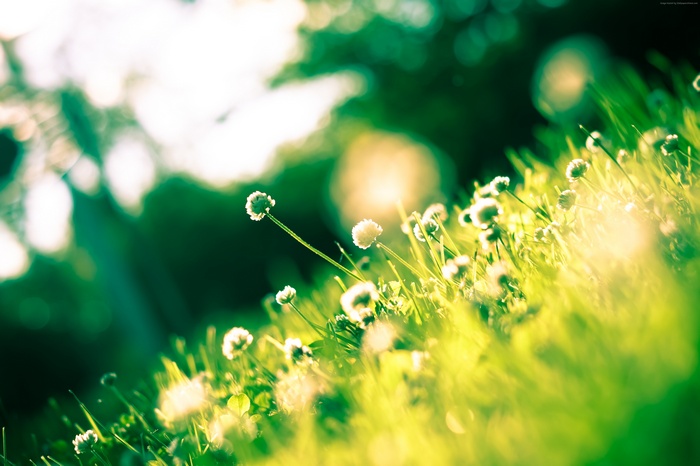 Close-up of white clover flowers in green grass