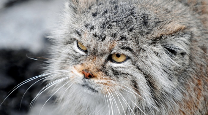 Close-up of a fluffy Manul cat with yellow eyes