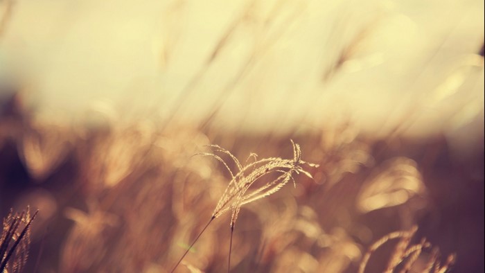 Close-up of grass seed heads in soft sunlight