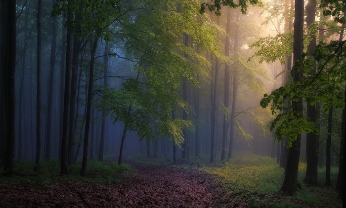 Misty Forest Path with Morning Sunlight