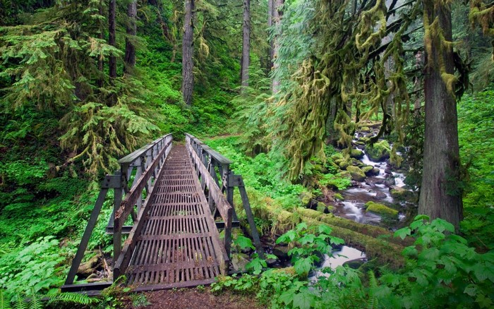 trees, landscape, forest, nature, moss, green, bridge, river, shrubs ...