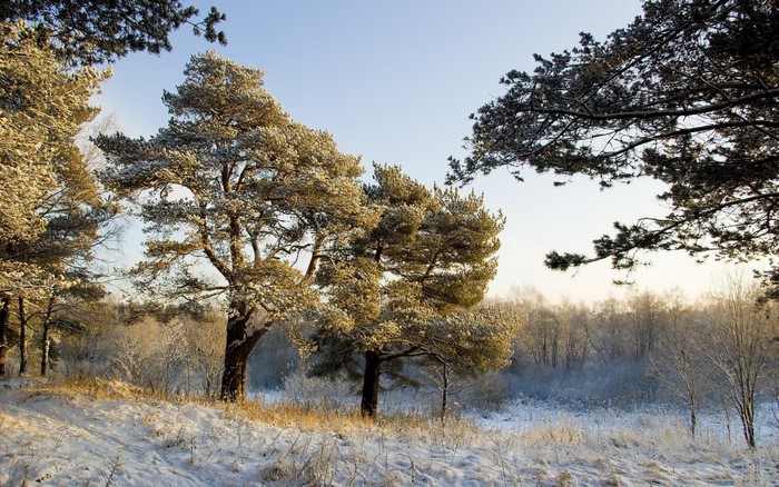Snow-covered trees in a winter forest landscape