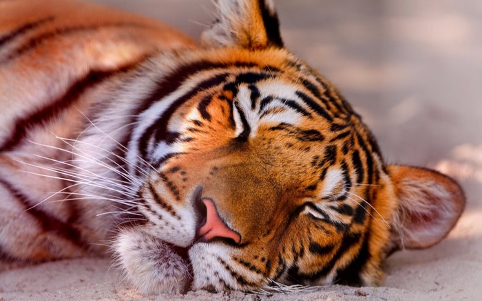 Close up of a sleeping tiger's face