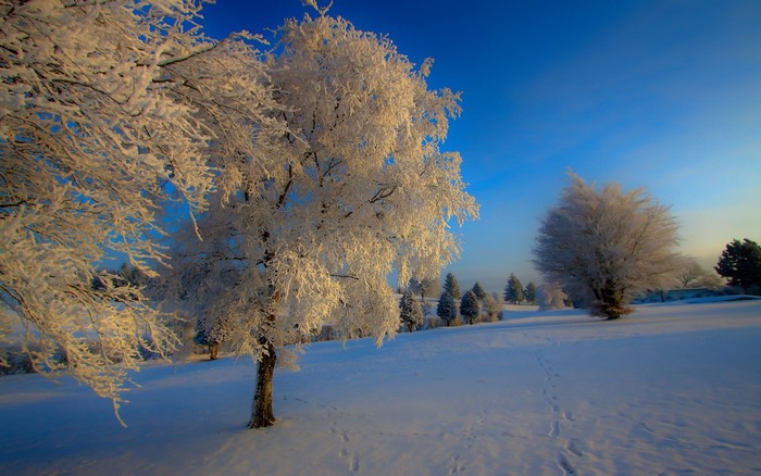 Snow-covered trees in a winter landscape at sunrise