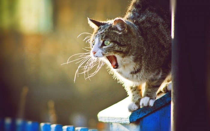 A tabby cat yawns on a blue surface