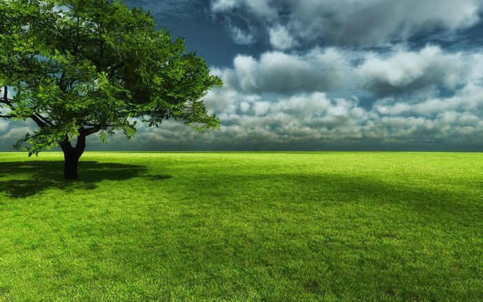 A lone tree in a vast green field under a cloudy sky