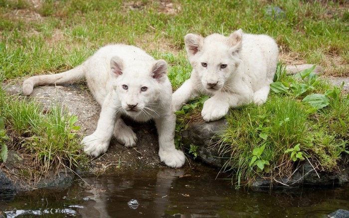 Two white lion cubs by the water
