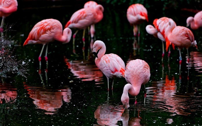 A flock of pink flamingos wading in dark water