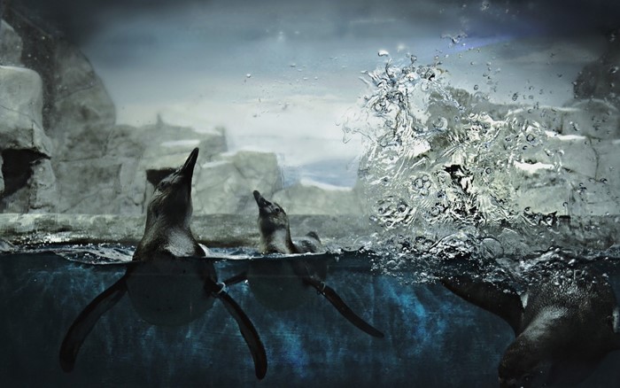 Penguins swimming and splashing in water