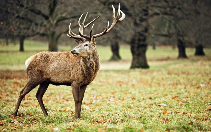 A majestic stag with large antlers stands in a grassy field.