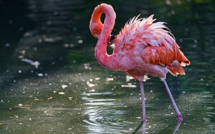 Pink flamingo standing in water with ripples