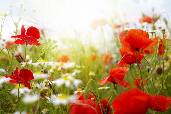 Field of Poppies and Chamomile Flowers 4K