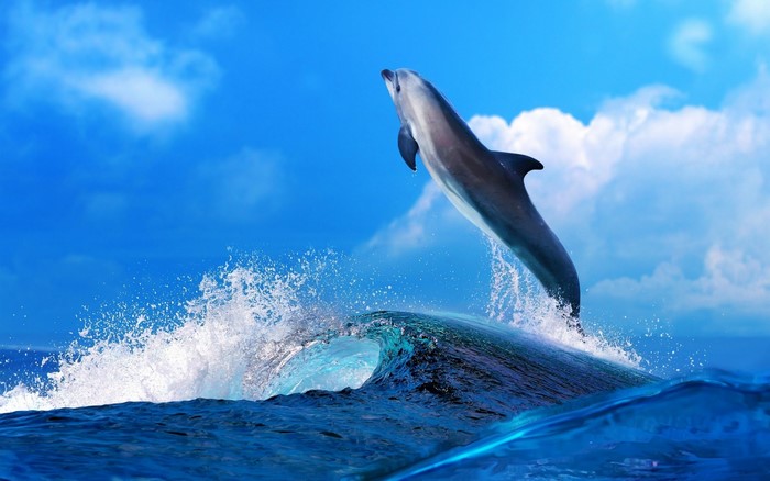 Dolphin jumping out of a wave
