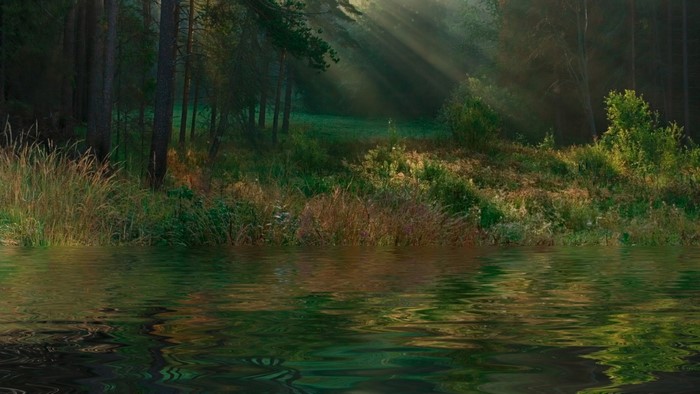 Sunlight filtering through trees onto a forest floor reflected in water