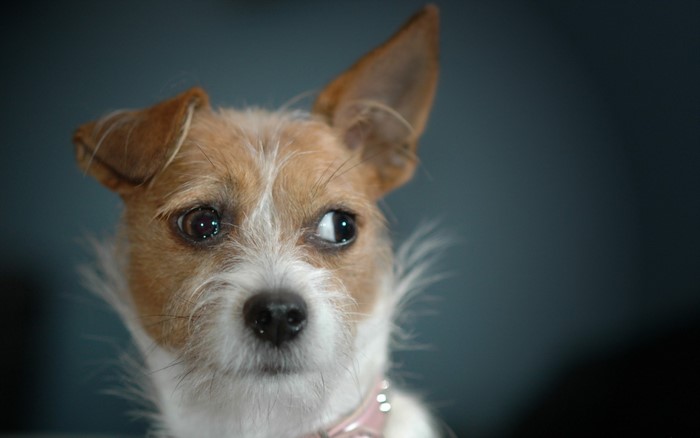 Close-up of a Jack Russell Terrier dog looking to the side