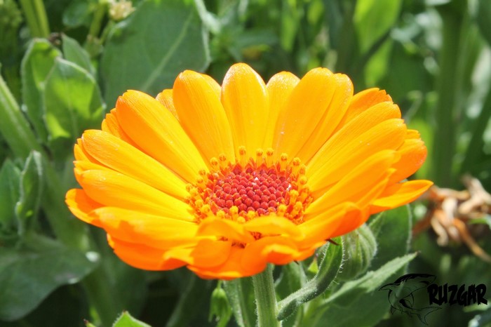 Bright Orange Calendula Flower in Sunlight