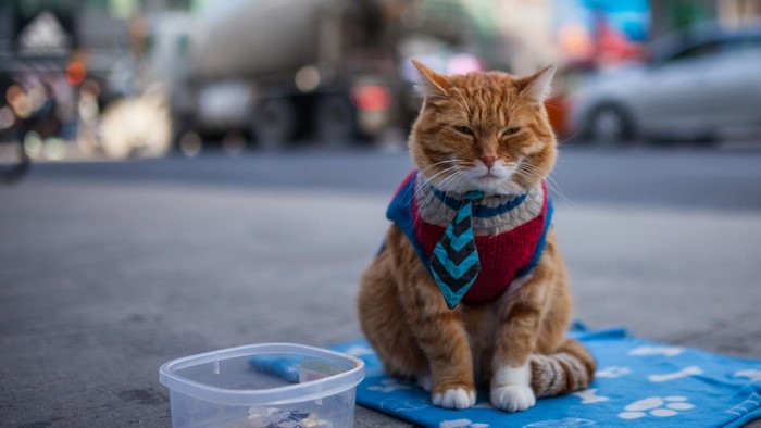 Orange cat wearing a sweater and tie on the street