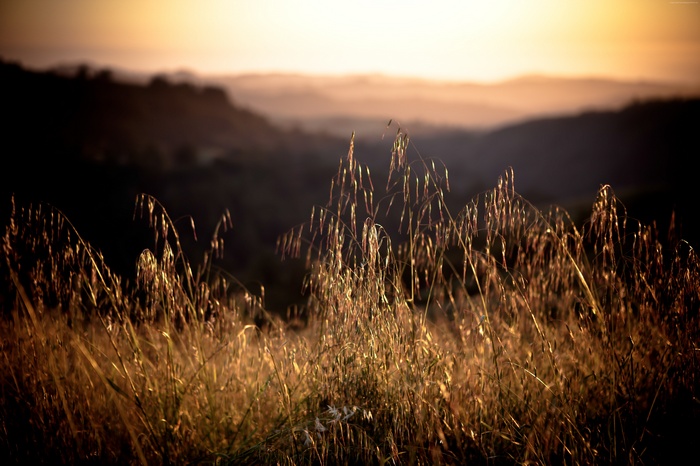 sunset, grass, California, Field, wallpaper, 8k, 4k