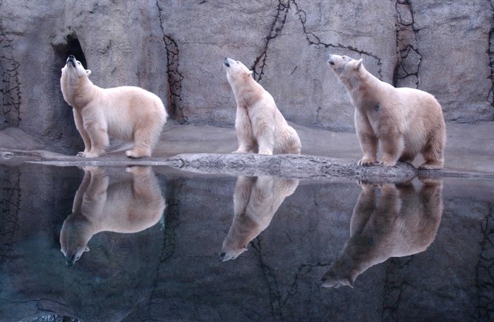 Three polar bears reflected in water
