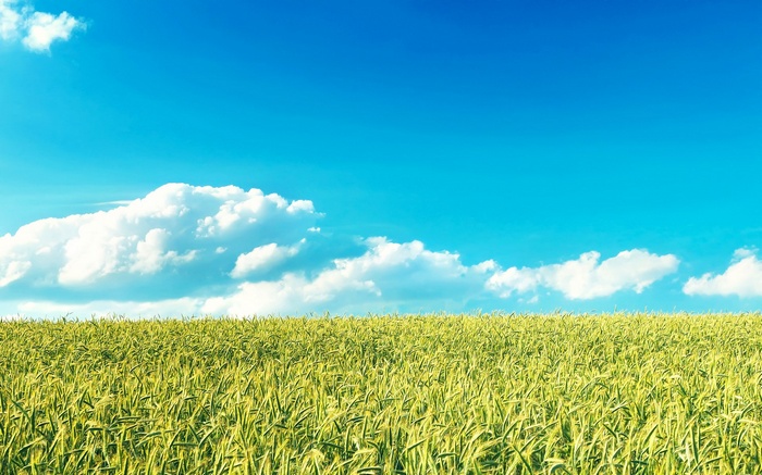 Wheat field under a blue sky with clouds