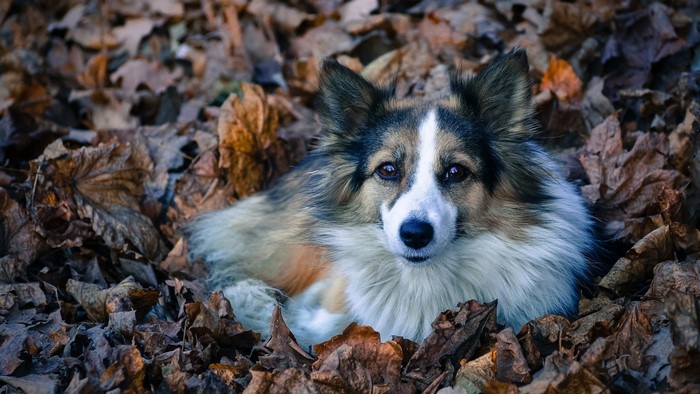 Dog lying in autumn leaves