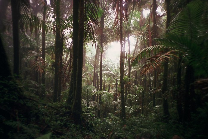 Sunlight filtering through a dense tropical rainforest with palm trees and ferns.