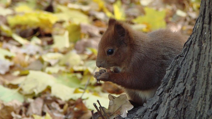 Squirrel eating a nut in autumn
