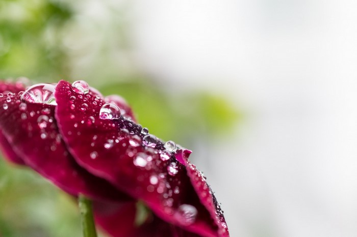 Close-up of a red flower with water droplets