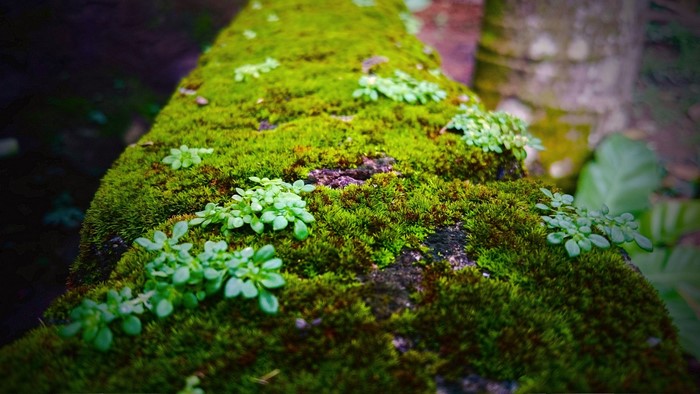 Moss and small plants on a log in a forest