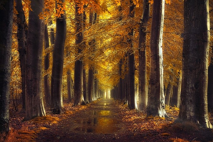 Golden Autumn Forest Path in Morning Light