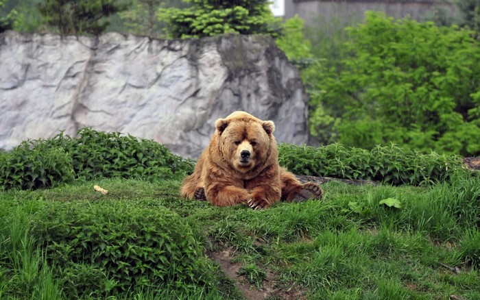 Brown bear resting on grassy hill