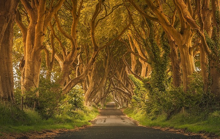 The Dark Hedges, Ireland