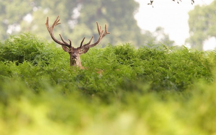 Deer with antlers in ferns