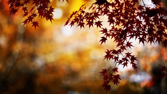 Red maple leaves with blurred autumn background