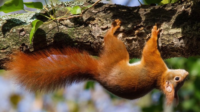 Red squirrel hanging upside down on a tree branch