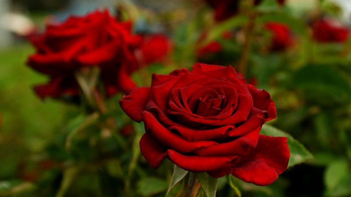 Close-up of a red rose in a garden